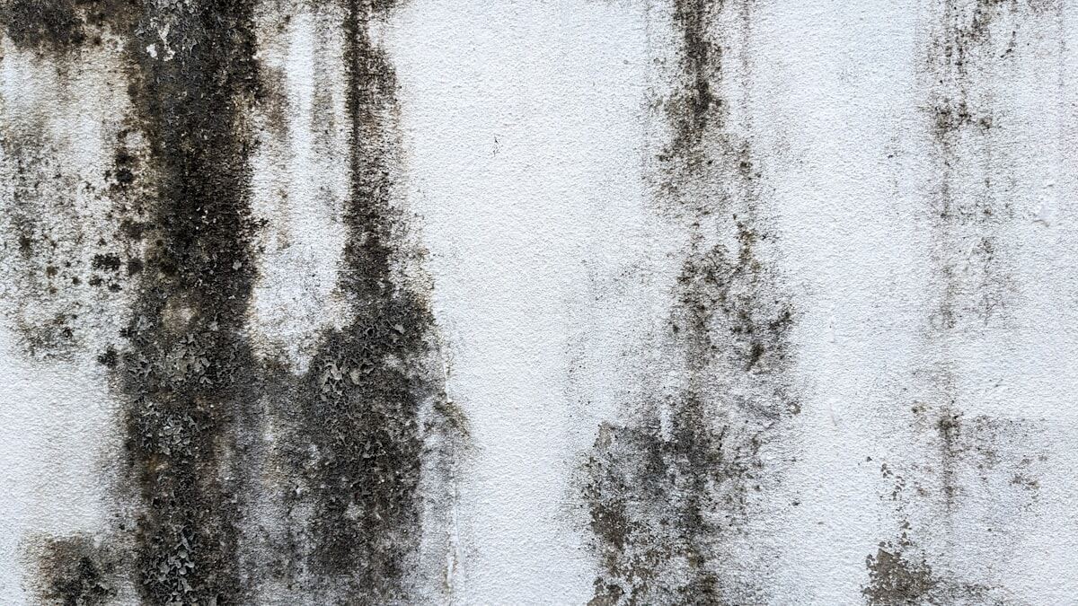 Black mold growth spreading across an interior wall